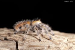 Phidippus_regius