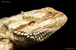 Pogona_vitticeps