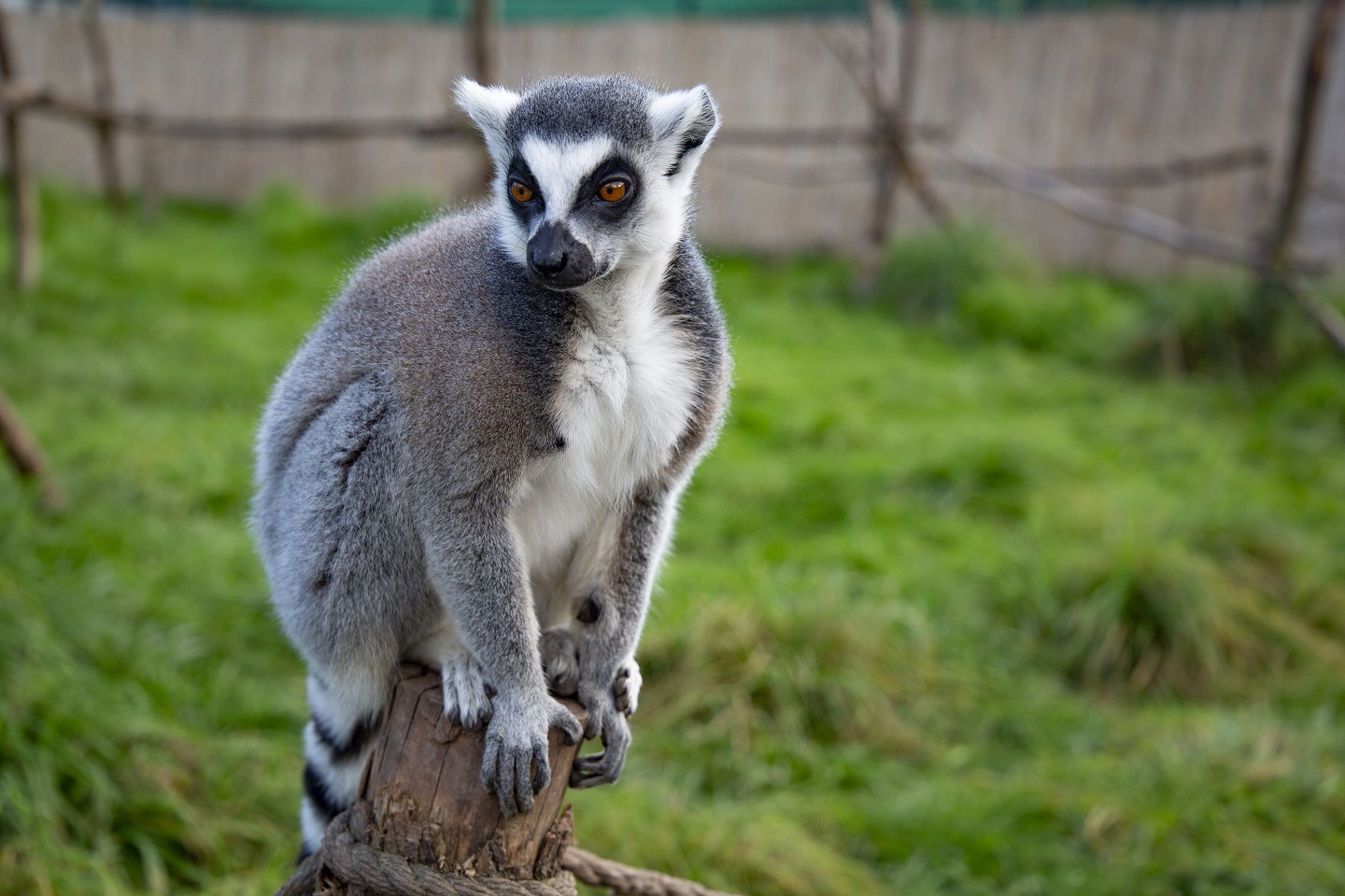 ZOO Łączna