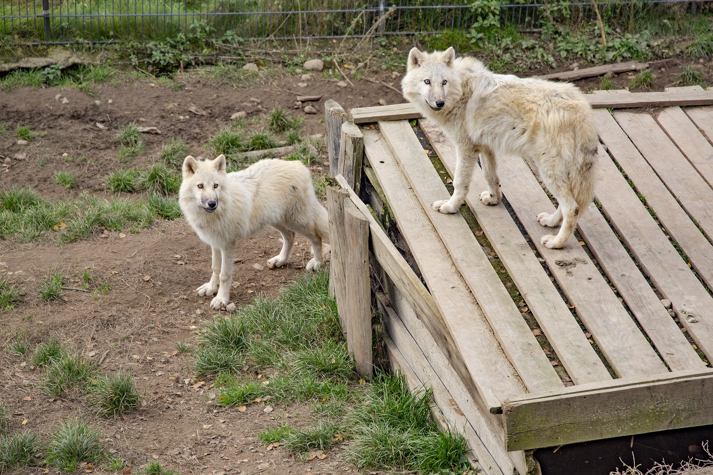 zoo łączna atrakcje dolnego śląska