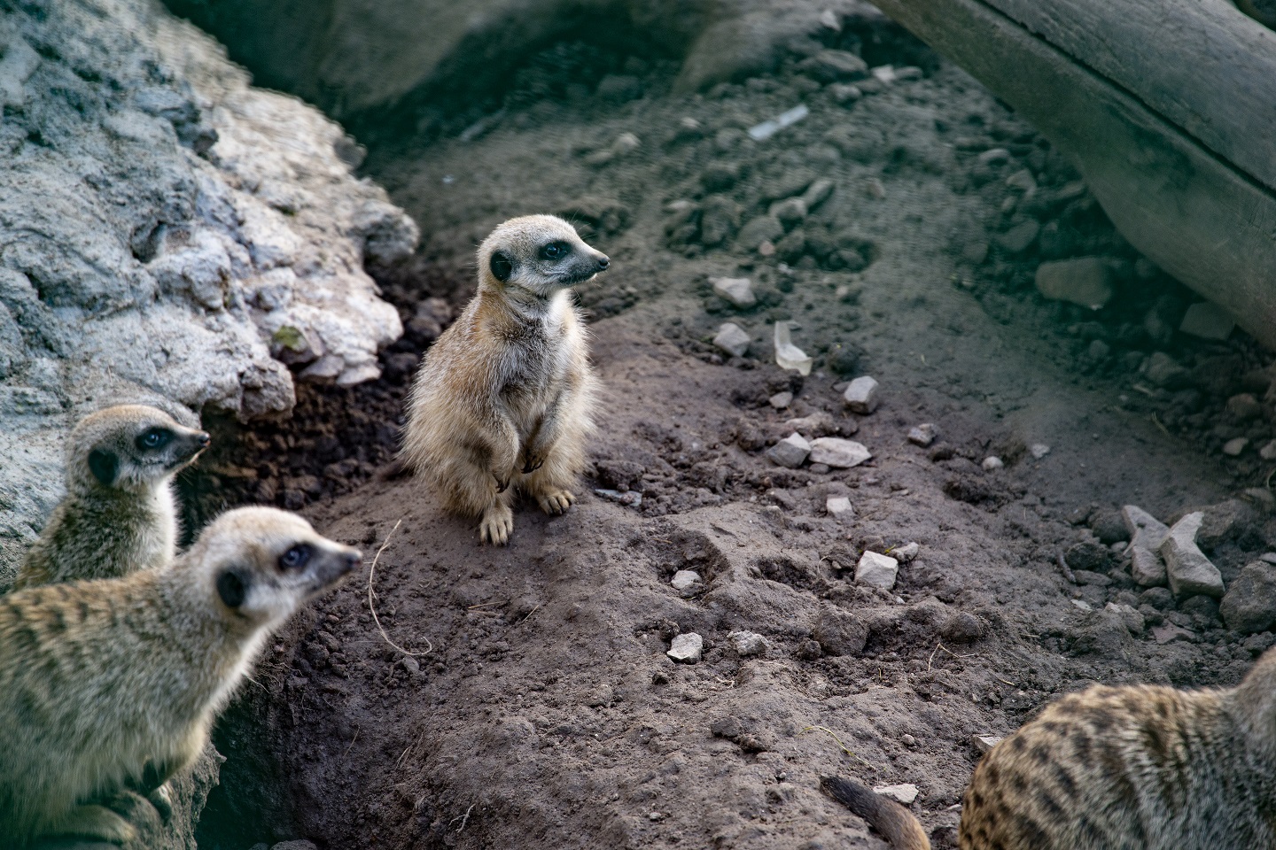 zoo łączna atrakcje dolnego śląska